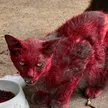 Hellcat 钱包