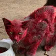 Hellcat 钱包