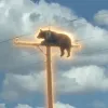 Bear On Pole
