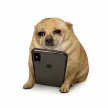‌Ví Debt Dog