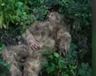 محفظة bigfoot