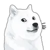 The White Doge