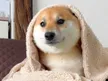柴犬ふう太 钱包