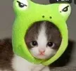 Monedero de toadcat