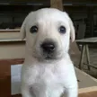 Billetera puppy eyes