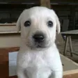 Portefeuille puppy eyes
