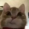 jeff