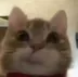 jeff
