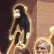 Modi The Monkey 钱包