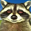 BAKED RACCOON वॉलेट