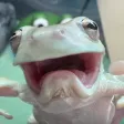 The Frog of Pain and Suffering Wallet