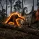 Orangutan