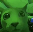 Monedero de Market Cat