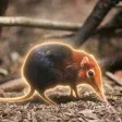 Elephant Shrew 钱包