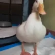 Billetera Rudy The Duck