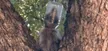 Mayonesa The Raccoon 钱包