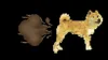 Doge Fart
