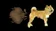 DogeFart