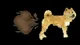 DOGEFART