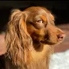 King Odie