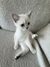 Mimi