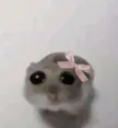Кошелек Sad Hamster