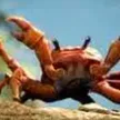 محفظة Crab Rave