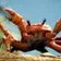 CRAB