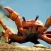 Crab Rave