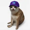 solana cat Wallet