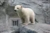 モモ太