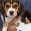 Beaglegate 钱包