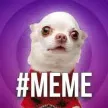 The TikTok Meme Dog 錢包