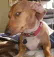 susdog 钱包