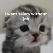Monedero de neetcat