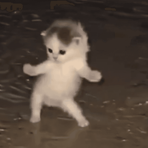 RAVECAT token on Solana