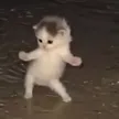 Carteira de Rave Cat