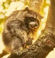 ‌Ví Timothy The Raccoon
