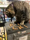 Remember KitKat