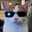 Monedero de coolcat