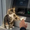 cashcat