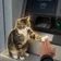 cashcat