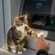 CASHCAT