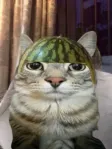 ‌Ví Melon Cat