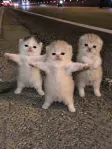 Dancing Kittens 钱包