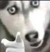 Husky Pointing
