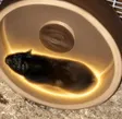Кошелек Mollie The Runner