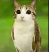 meowl