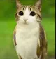 MEOWL
