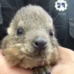Potato 钱包